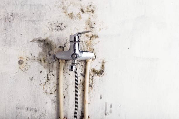 Best Mold Removal Near Me  in Walnut Grove, GA
