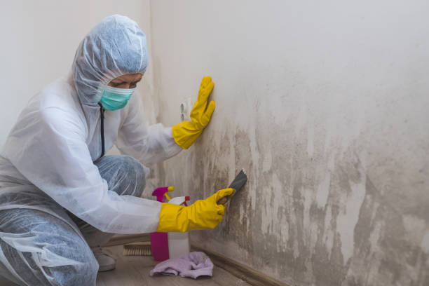 Attic Mold Removal in Walnut Grove, GA
