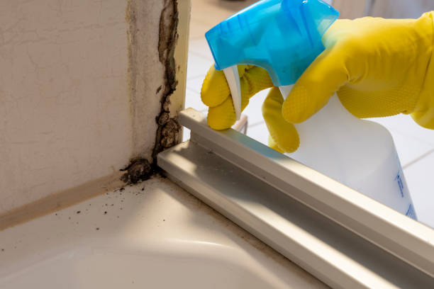 Office Mold Removal Services in Walnut Grove, GA
