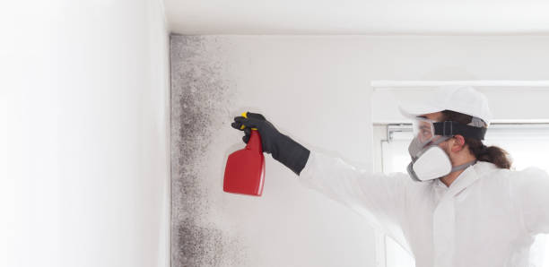 Best Attic Mold Removal  in Walnut Grove, GA
