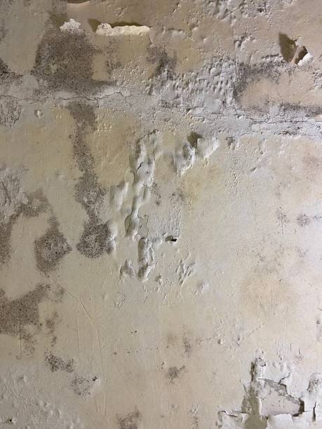 Best Mold Removal Company Near Me  in Walnut Grove, GA