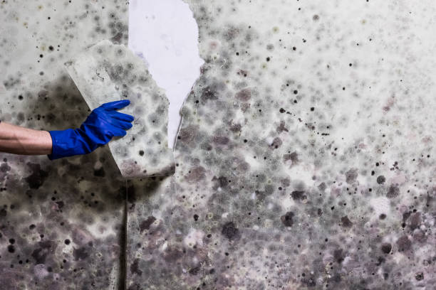 Best Office Mold Removal Services  in Walnut Grove, GA