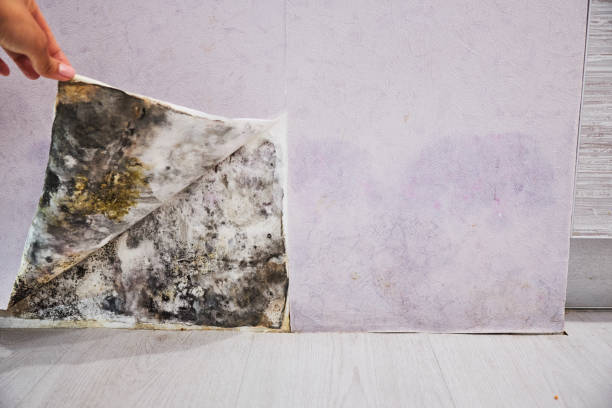 Best Residential Mold Removal  in Walnut Grove, GA